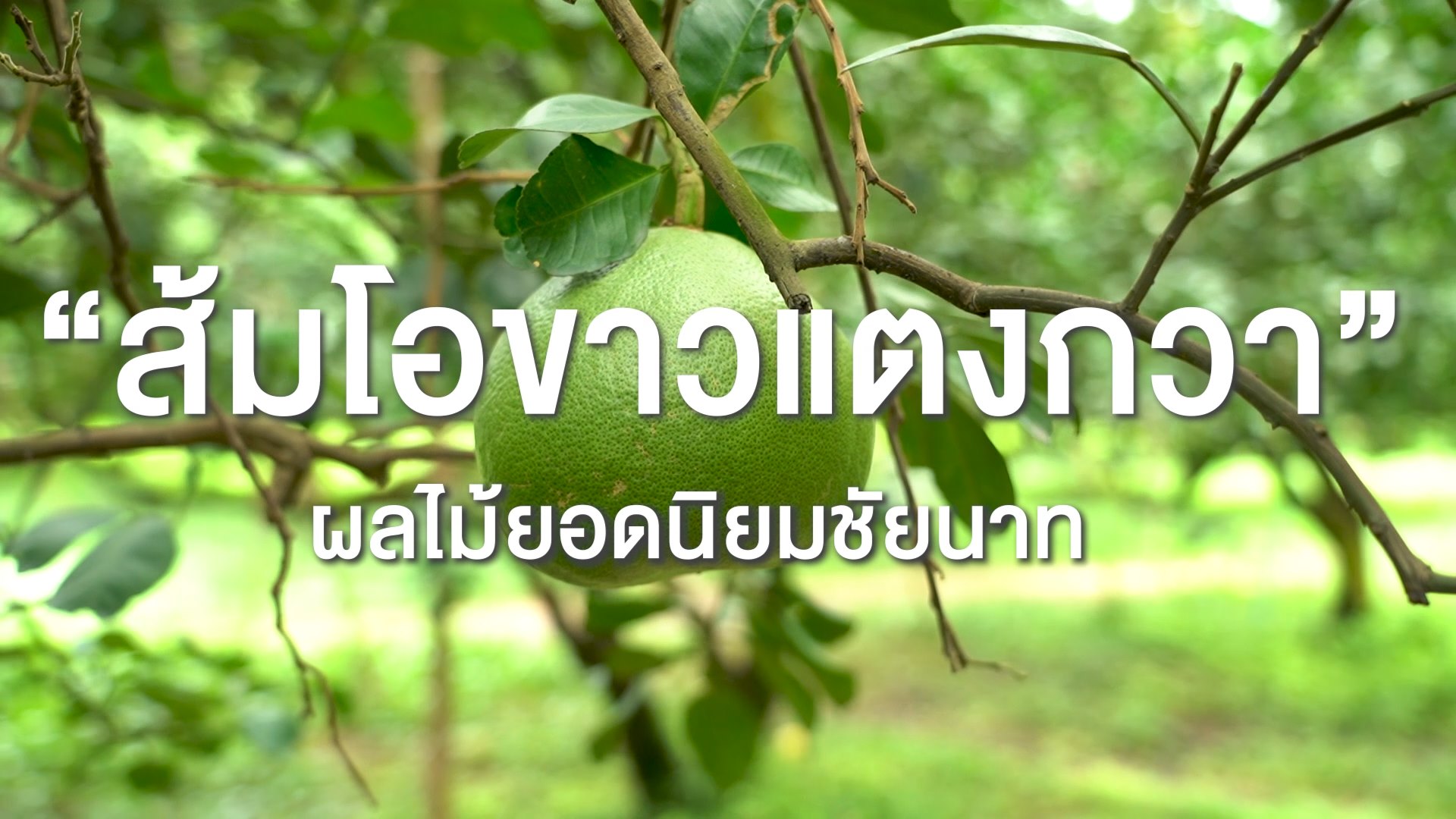 🔴โครงการประชาสัมพันธ์สนับสนุน Soft Power จังหวัดชัยนาท ประจำปีงบประมาณ พ.ศ.2567 ตอน ส้มโอขาวแตงกวา สินค้า GI กับเมนูยำส้มโอ